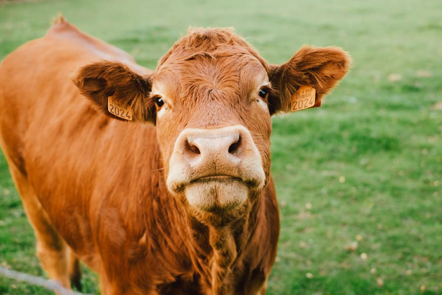 Chuleta de vaca rubia gallega en Narón