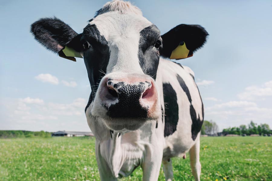 Lomo de vaca pinta en Narón